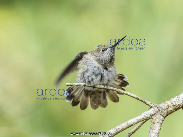 : An Anna's Hummingbird (Calypte anna) perched on a branch and stretching its wing : An Anna's Hummingbird (Calypte anna) perched on a branch and stretching its wing