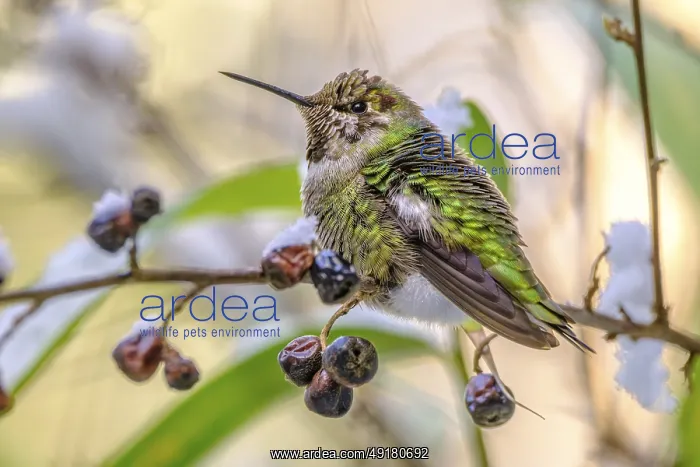 : An Anna's Hummingbird (Calypte anna) perched on a cotoneaster branch with dried berries : An Anna's Hummingbird (Calypte anna) perched on a cotoneaster branch with dried berries