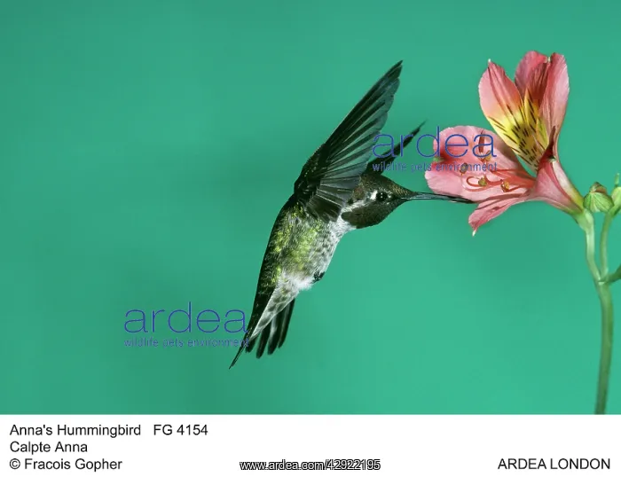 : Anna's Hummingbird - feeding : Anna's Hummingbird - feeding