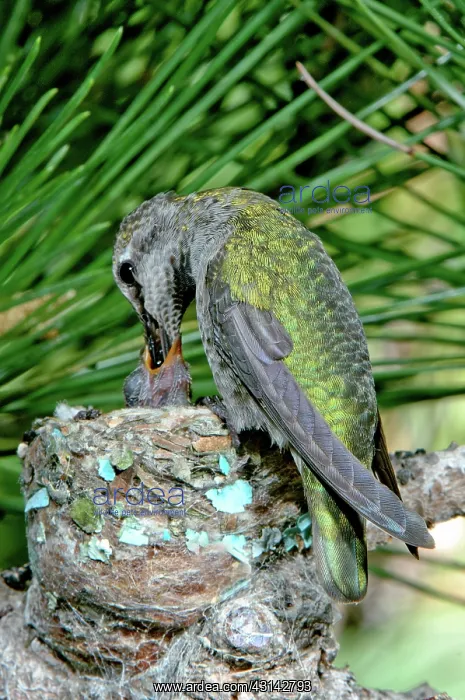 : Anna's Hummingbird Feeding young : Anna's Hummingbird Feeding young
