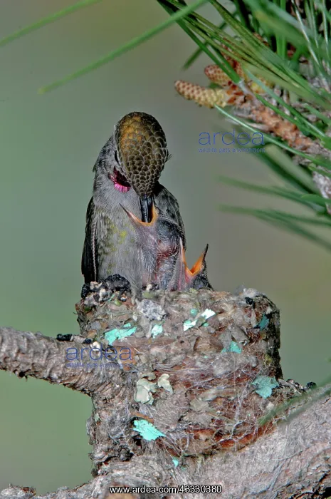 : Anna's Hummingbird feeding young : Anna's Hummingbird feeding young