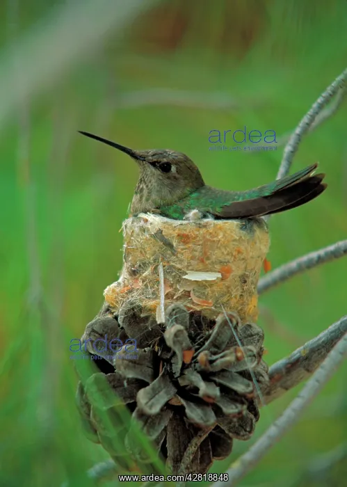 : Anna's Hummingbird - female on nest : Anna's Hummingbird - female on nest