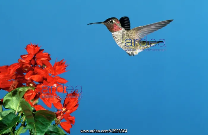 : ANNA'S HUMMINGBIRD - in flight : ANNA'S HUMMINGBIRD - in flight