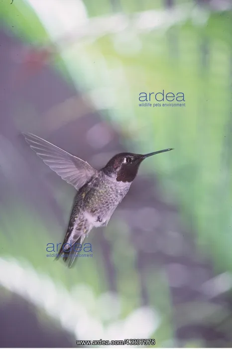 : ANNA'S HUMMINGBIRD - in flight : ANNA'S HUMMINGBIRD - in flight