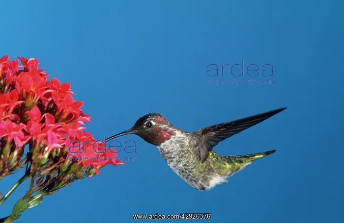 : ANNA'S HUMMINGBIRD - in flight, hovering at flower : ANNA'S HUMMINGBIRD - in flight, hovering at flower