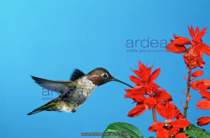  : ANNA'S HUMMINGBIRD - in flight, hovering at flower