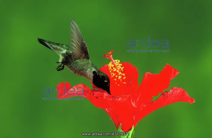 : Anna's hummingbird at flower : Anna's hummingbird at flower