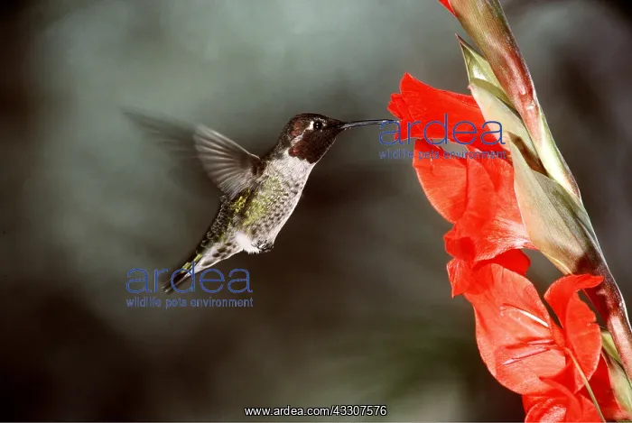 : ANNA'S HUMMINGBIRD - at flower in flight : ANNA'S HUMMINGBIRD - at flower in flight