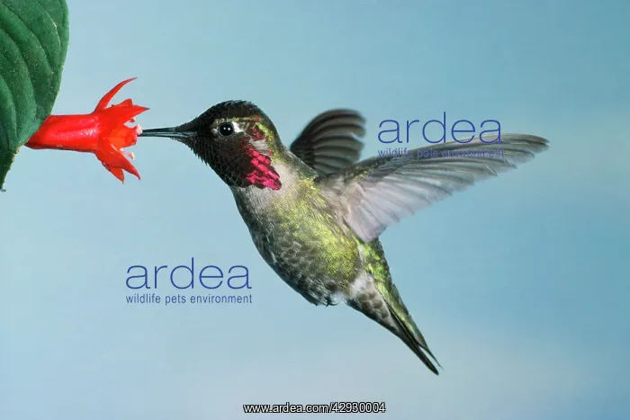 : ANNA'S HUMMINGBIRD - hovering at flower : ANNA'S HUMMINGBIRD - hovering at flower