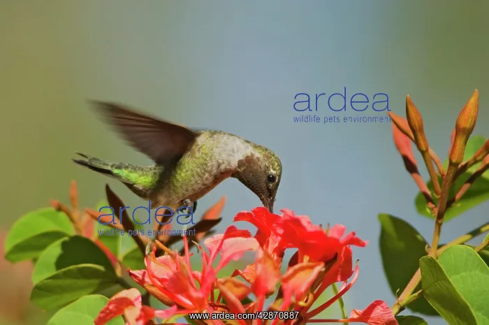 : Anna's Hummingbird - immature male in September : Anna's Hummingbird - immature male in September