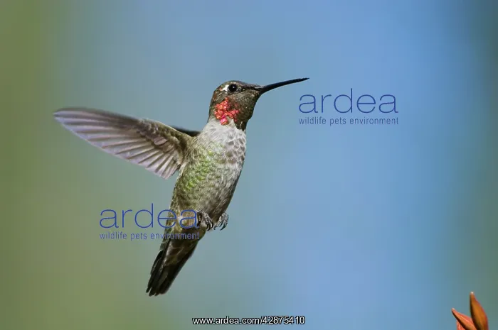 : Anna's Hummingbird - immature male, September : Anna's Hummingbird - immature male, September