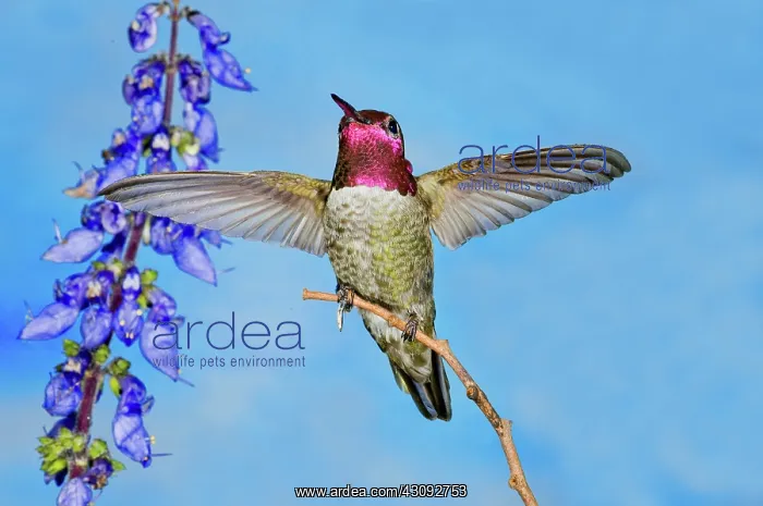 : Anna's Hummingbird Male : Anna's Hummingbird Male