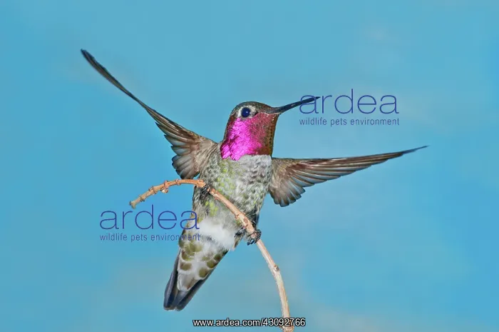: Anna's Hummingbird Male : Anna's Hummingbird Male