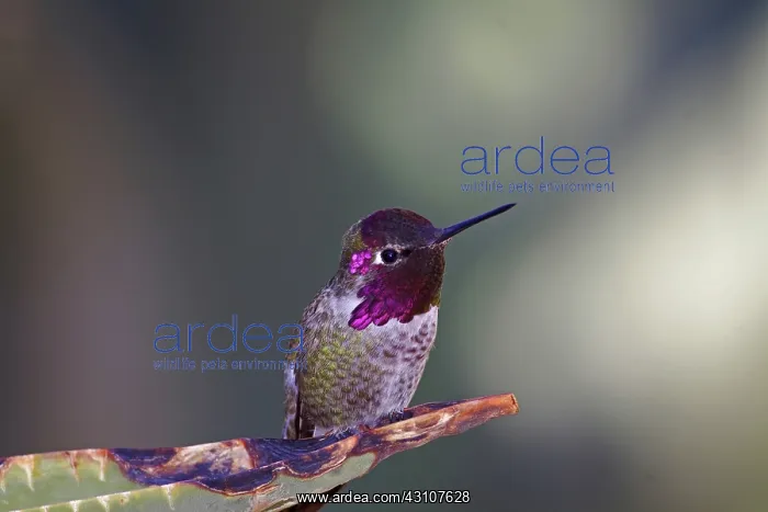 : Anna's Hummingbird male : Anna's Hummingbird male