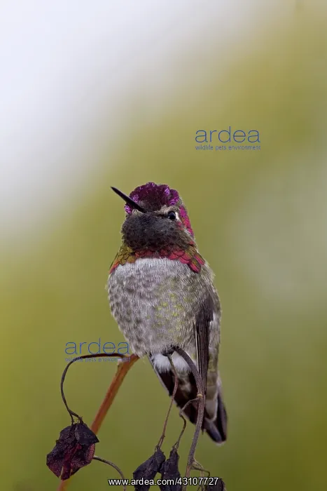: Anna's Hummingbird male : Anna's Hummingbird male