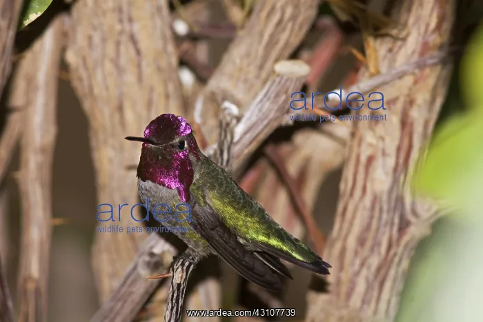 : Anna's Hummingbird male : Anna's Hummingbird male