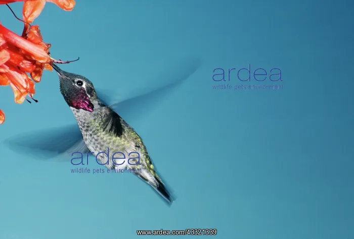 : Anna's Hummingbird - Male, feeding : Anna's Hummingbird - Male, feeding