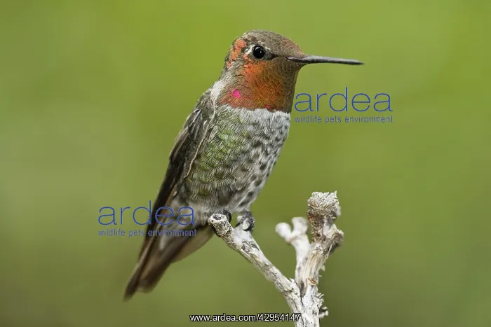 : Anna's Hummingbird - male at Miller Canyon : Anna's Hummingbird - male at Miller Canyon