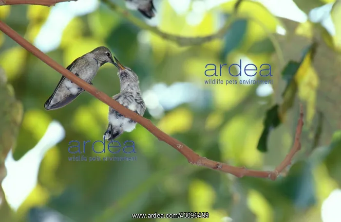 : Anna's Hummingbird mother feeding chick : Anna's Hummingbird mother feeding chick