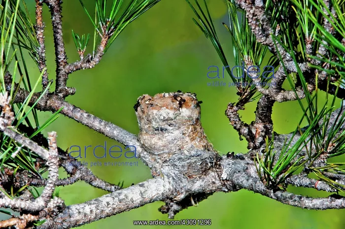 : Anna's Hummingbird Nest : Anna's Hummingbird Nest