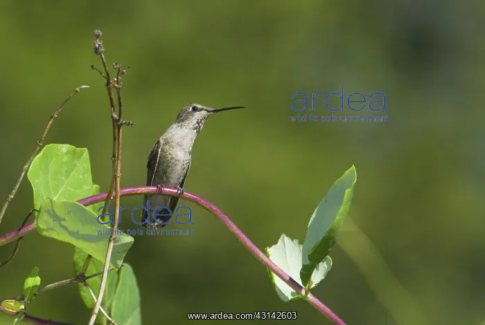 : Anna's hummingbird resting : Anna's hummingbird resting