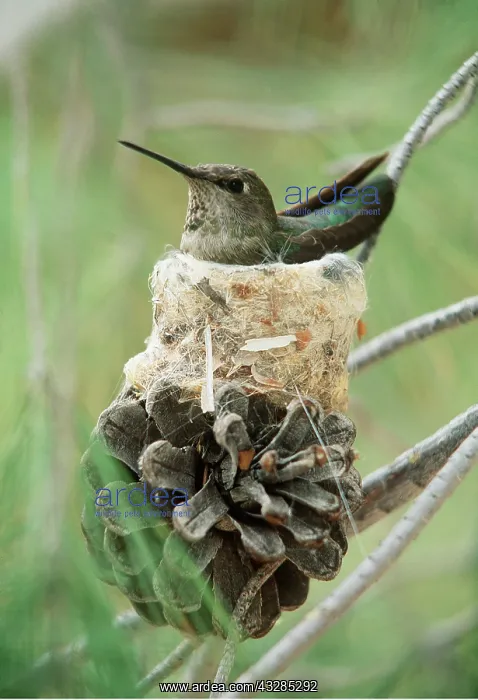 : ANNA'S HUMMINGBIRD - sitting on nest on top of cone : ANNA'S HUMMINGBIRD - sitting on nest on top of cone