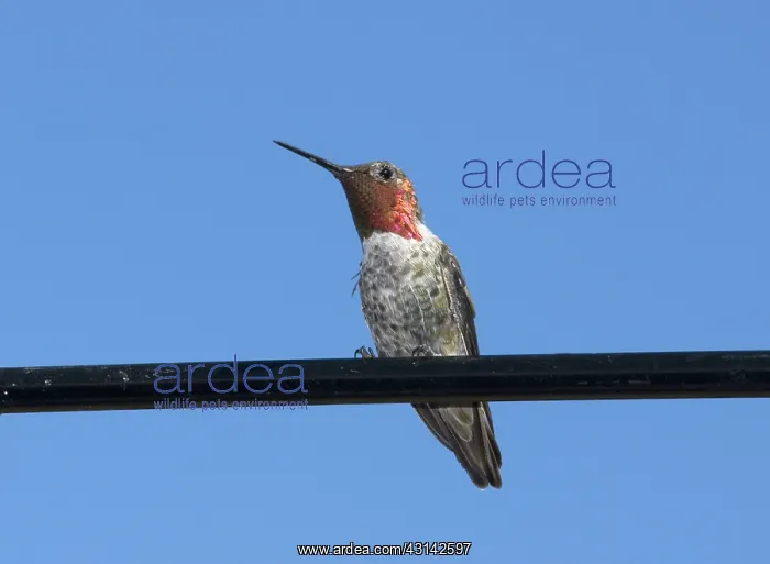 : Anna's hummingbird on wire : Anna's hummingbird on wire