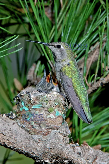 : Anna's Hummingbird with Young : Anna's Hummingbird with Young