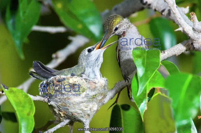 : Anna's Hummingbirds at nest : Anna's Hummingbirds at nest