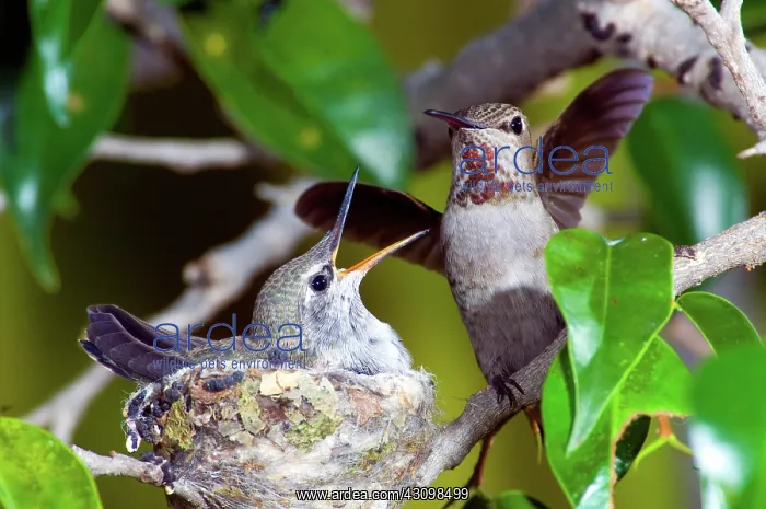 : Anna's Hummingbirds at nest : Anna's Hummingbirds at nest