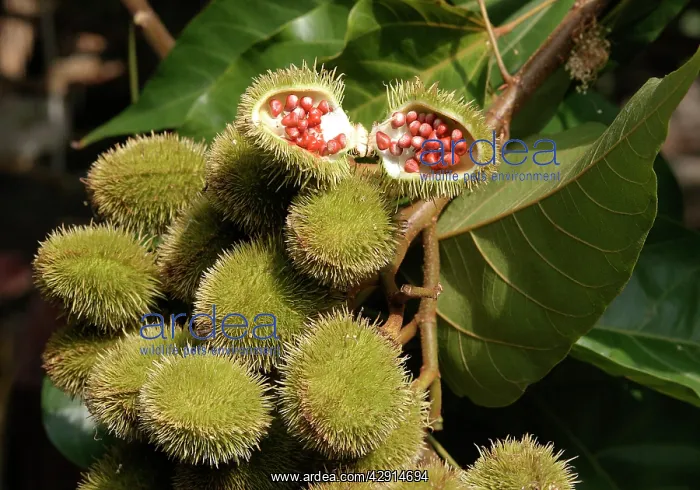 : Annatto / Achiote / Lipstick tree - medicinal, not edible : Annatto / Achiote / Lipstick tree - medicinal, not edible