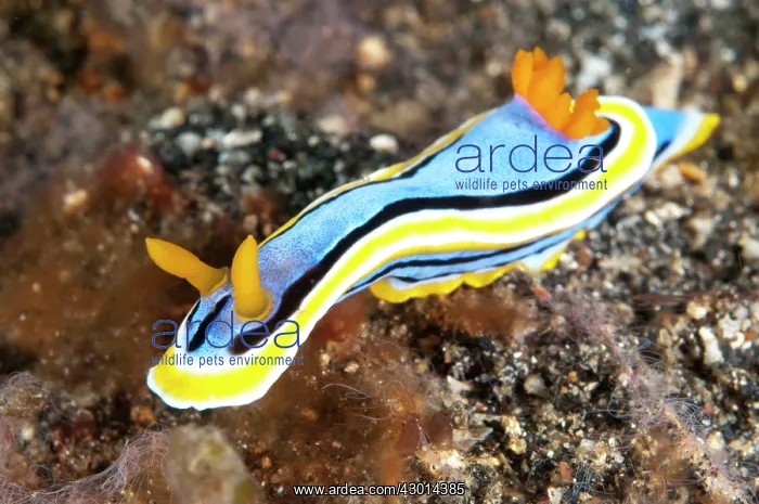 : Anne's Chromodoris Nudibranch : Anne's Chromodoris Nudibranch