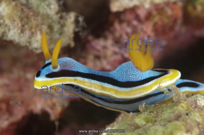 : Anne's Nudibranch - Nudibranch smelling on coral : Anne's Nudibranch - Nudibranch smelling on coral