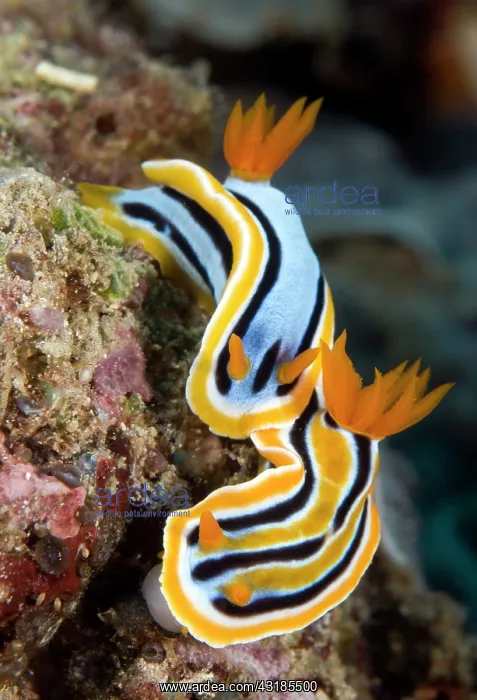 : Ann's Chromodorid Nudibranch : Ann's Chromodorid Nudibranch