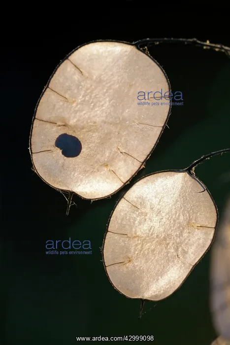 : Annual / Honesty Plant - seed pouch showing seed : Annual / Honesty Plant - seed pouch showing seed