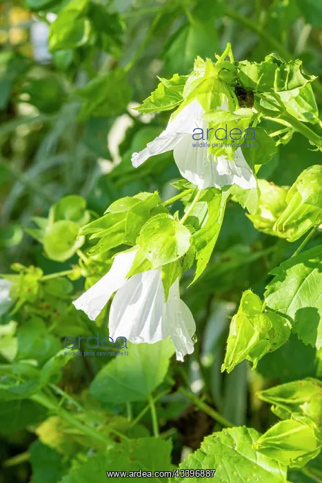: Annual mallow, Malope trifida Melange, , flowers : Annual mallow, Malope trifida Melange, , flowers