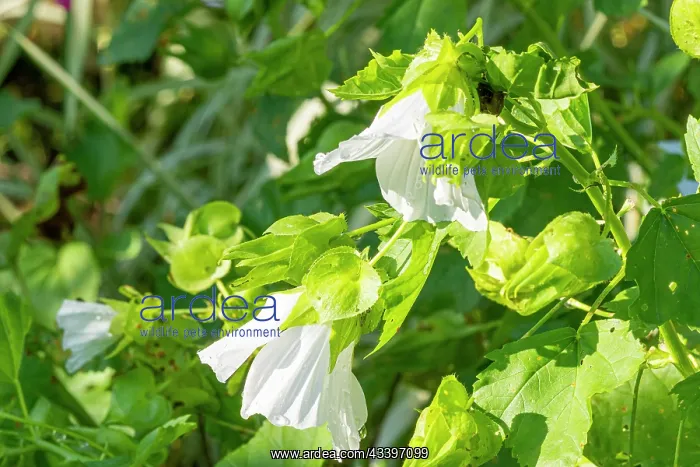 : Annual mallow, Malope trifida Melange, , flowers : Annual mallow, Malope trifida Melange, , flowers