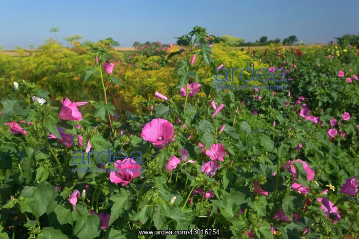  : Annual Mallows with Dahlia and Dill (Anethum