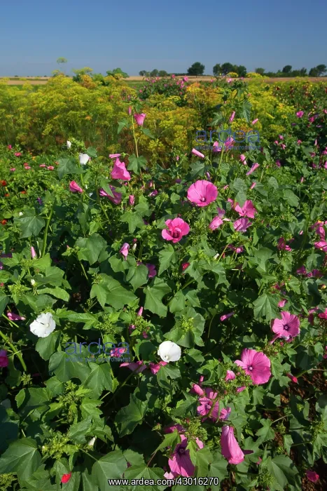 : Annual Mallows with Dahlia and Dill (Anethum : Annual Mallows with Dahlia and Dill (Anethum
