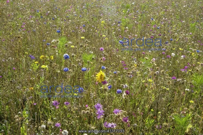 : Annual meadow for butterflies designed by Ian Forster : Annual meadow for butterflies designed by Ian Forster