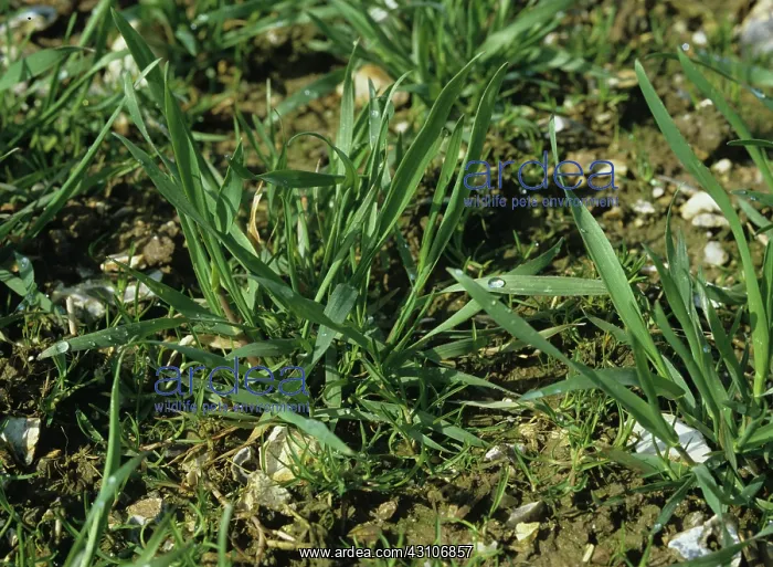 : Annual meadow-grass : Annual meadow-grass