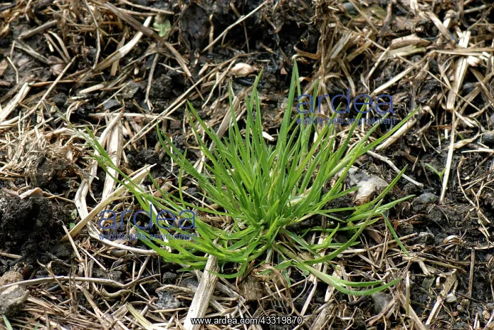 : Annual meadow-grass : Annual meadow-grass