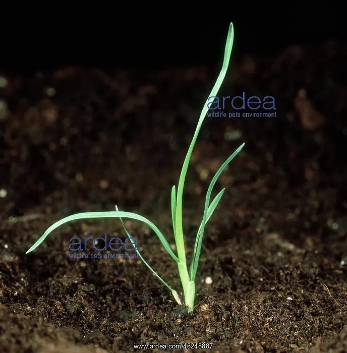 : Annual meadow grass seedling : Annual meadow grass seedling