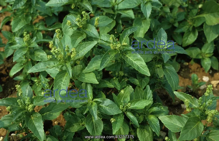 : Annual Mercury (Mercurialis annua) : Annual Mercury (Mercurialis annua)