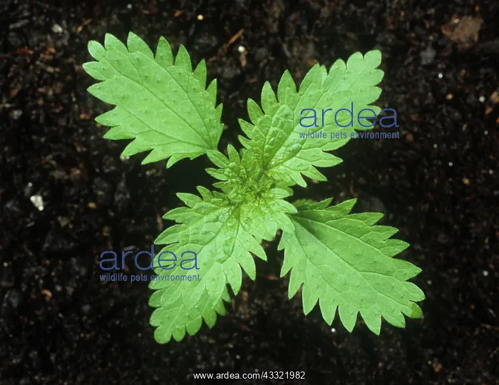 : Annual nettle seedling : Annual nettle seedling