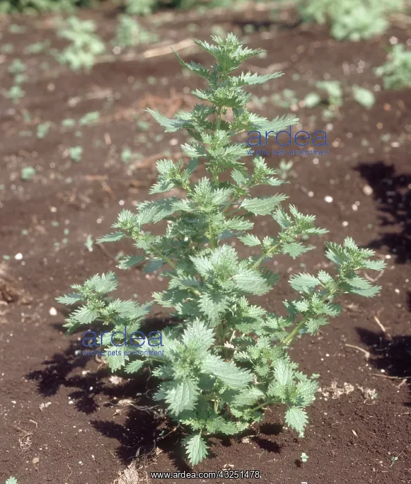 : Annual nettle (Urtica urens) flowering plant : Annual nettle (Urtica urens) flowering plant