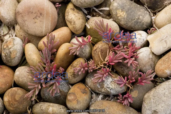 : Annual sea-blite - on shingle : Annual sea-blite - on shingle
