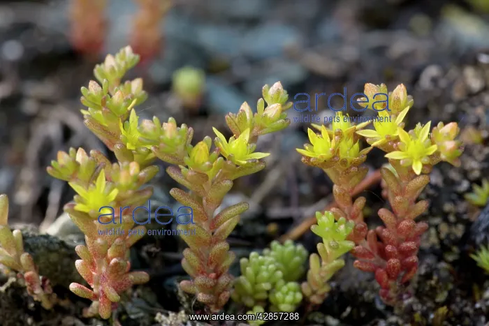 : Annual stonecrop : Annual stonecrop