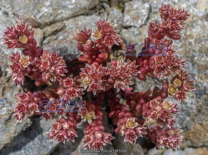 : An annual stonecrop, Dark stonecrop, Sedum atrat : An annual stonecrop, Dark stonecrop, Sedum atrat