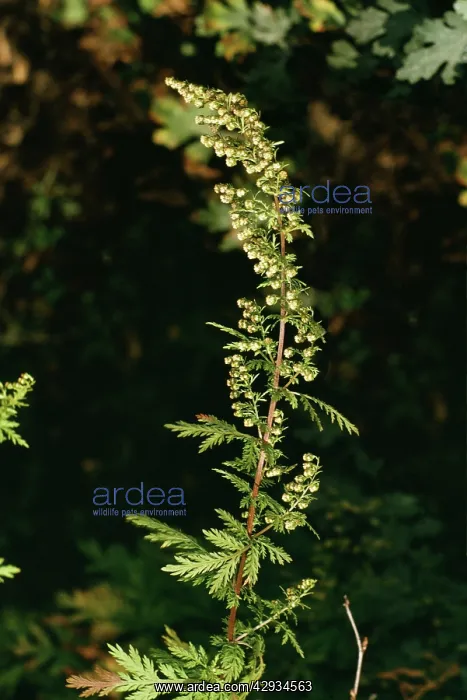 : Annual WORMWOOD / Sweet Sagewort / Sweet Wormwood : Annual WORMWOOD / Sweet Sagewort / Sweet Wormwood